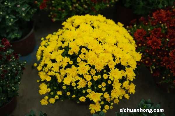 菊花和枸杞能一起泡吗