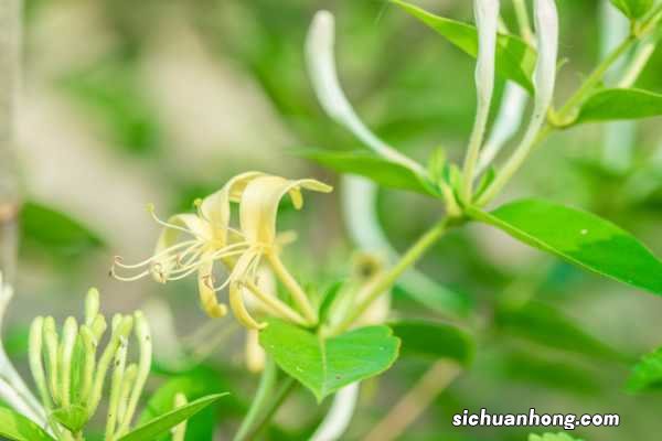 金银花扦插的6个要点，什么时候扦插