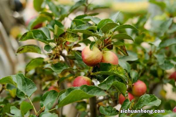 垂丝海棠的养殖方法和注意事项