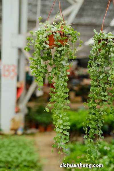 串钱藤的养殖方法和注意事项