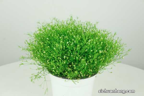 满天星种子几天发芽，种子发芽后怎么养