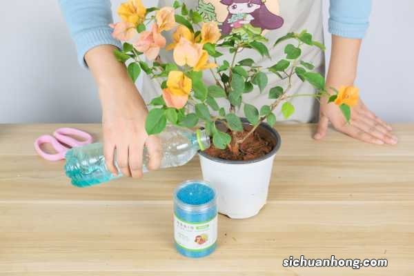 什么人不能种三角梅