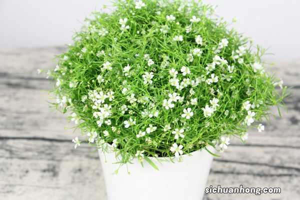 满天星能耐寒多少℃,家庭养满天星注意事项