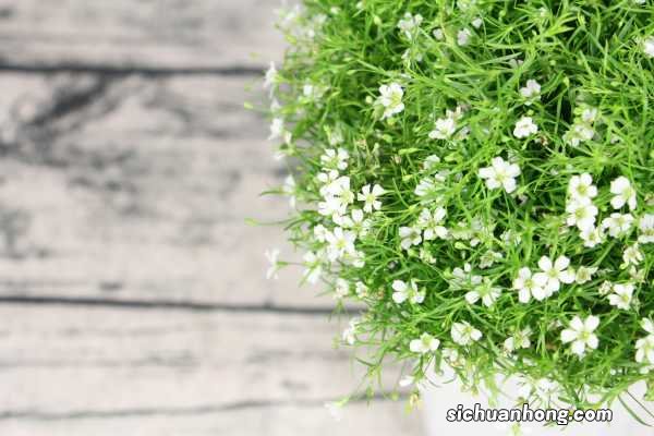 满天星开完花如何处理,枯了能剪掉吗