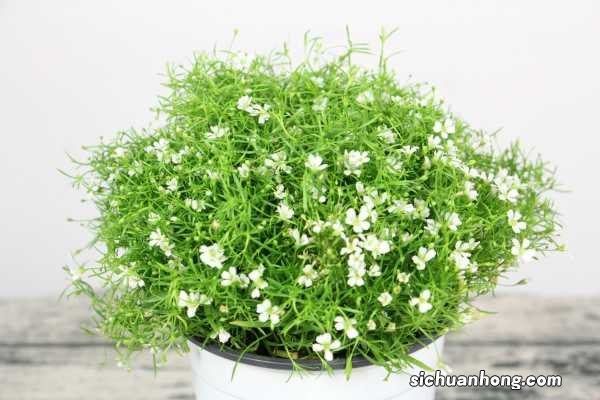 满天星换盆以后几天可以施肥,换盆后黄叶怎么办