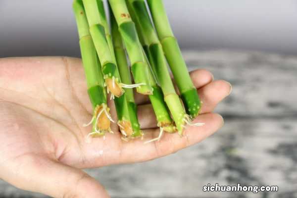 养富贵竹几支最吉利