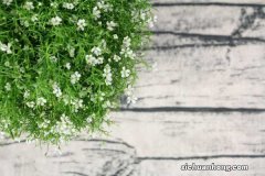 满天星换盆后放在什么地方，换盆后叶子干卷了怎么办