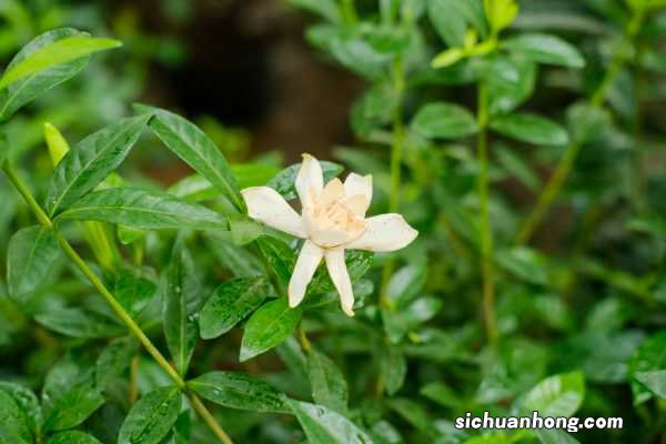 栀子3个月变老桩,根壮叶绿花满枝,给多少钱都不卖!