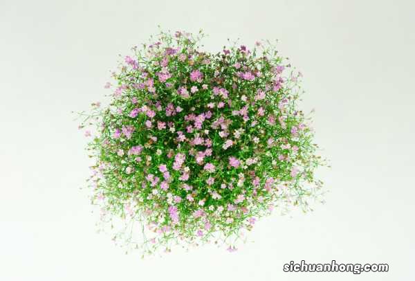 满天星干花要水养吗,水养能养多久