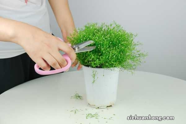 满天星干花的茎可以扦插吗，干花可以放卧室吗