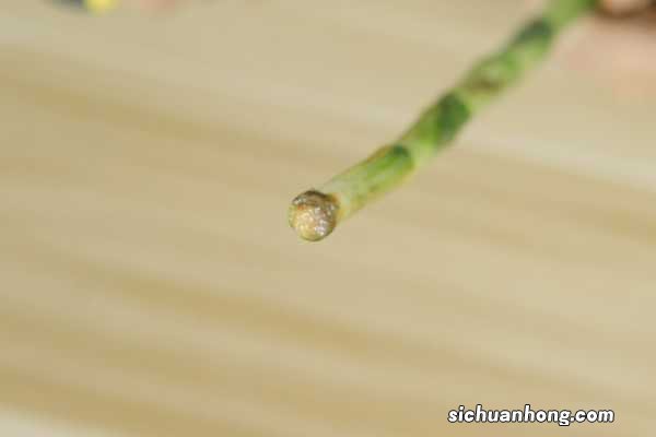 富贵竹养9支好还是10支好