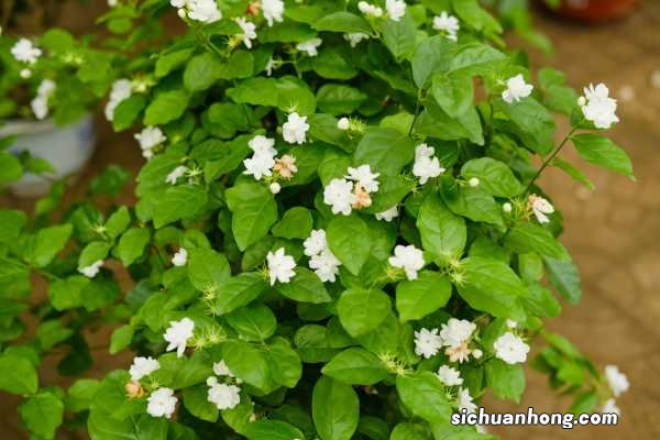 茉莉花如何播种，茉莉花播种时间
