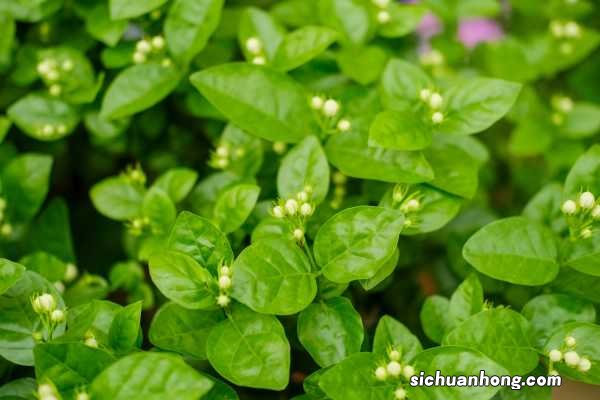 茉莉花能扦插吗,茉莉花什么时候扦插