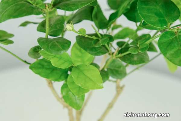 茉莉花花期如何管理，茉莉花什么时候开花