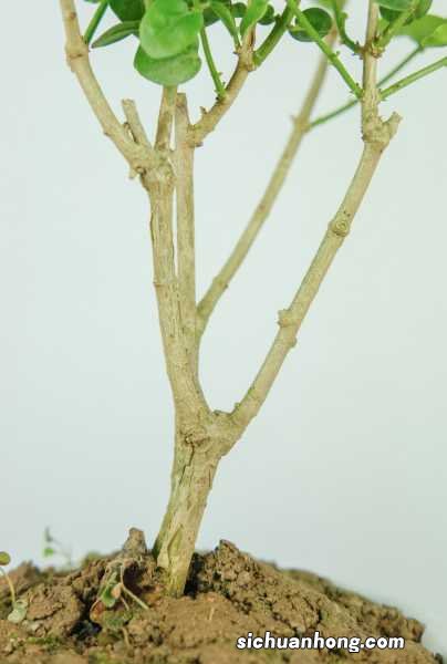 茉莉花安全越冬的方法，茉莉花会被冻死吗