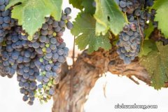 葡萄开花怎么处理，怎么人工授粉