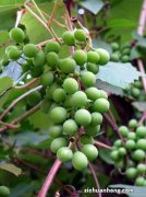 盆栽葡萄几年结果，不结果怎么办