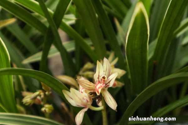 兰花种植后如何判断服盆，没服盆的兰花怎样浇水