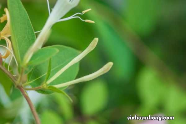 金银花的种植方法和注意事项，每亩种植多少株