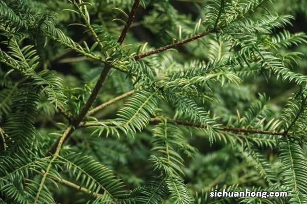 红豆杉可以晒太阳吗