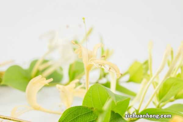 盆栽金银花的种植方法,用多大的盆