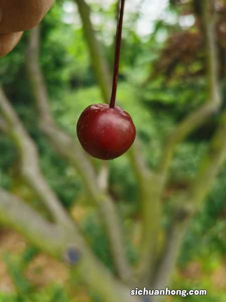 海棠施肥最佳时间，施肥多了怎么办