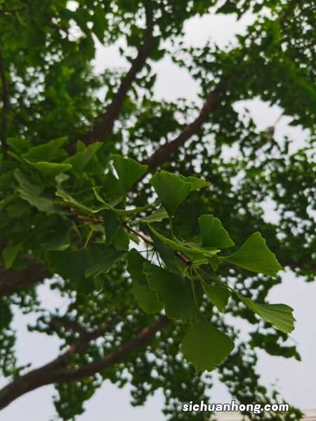 银杏换盆注意事项,银杏树什么时候换盆