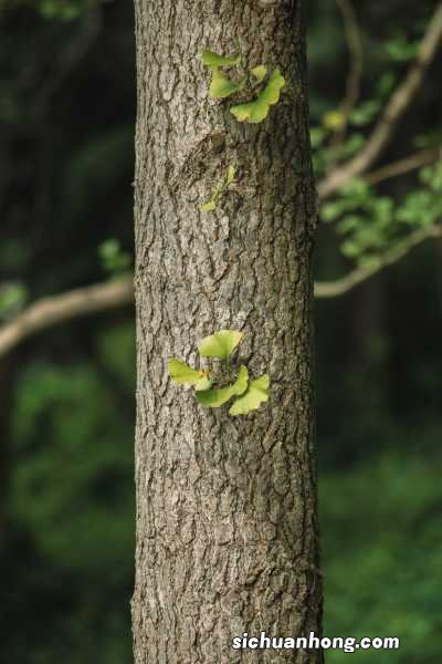 银杏分株繁殖技术,银杏树是怎么繁殖的