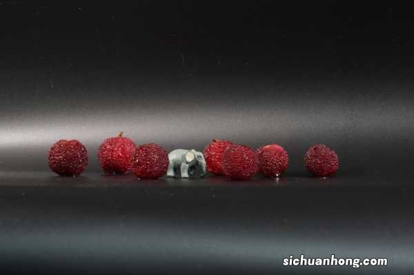 杨梅树是自花授粉吗