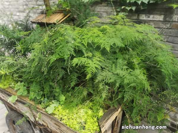 文竹开花有什么兆头