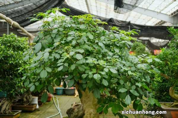 沙土地适合种什么树