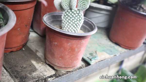 仙人掌去甲醛吗