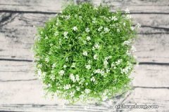 如何给满天星浇水，怎么施肥才能爆盆