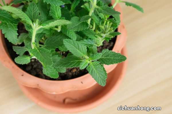 美女樱能养几年