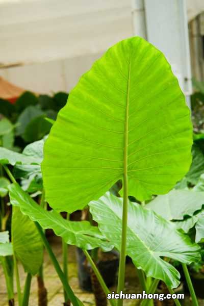 滴水观音中毒解救方法