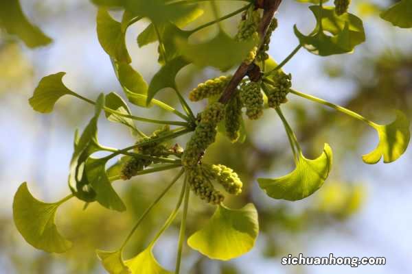 银杏播种时间,银杏传播种子的方法