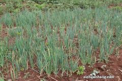 火葱的功效与作用