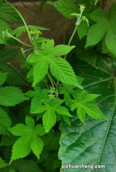 葎草的功效与作用