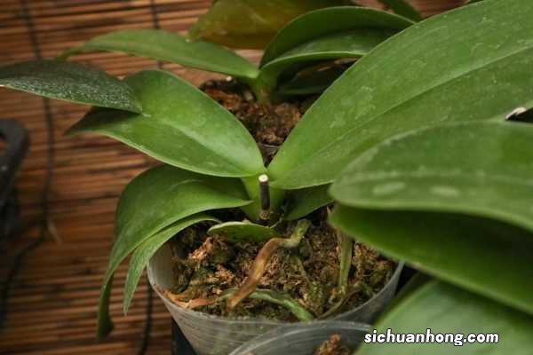 蝴蝶兰几点钟开花