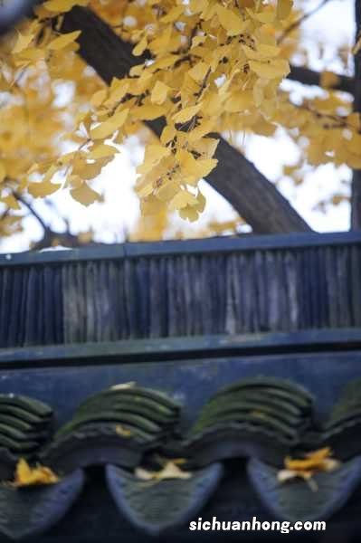 银杏怎么种植，银杏种子怎么催芽