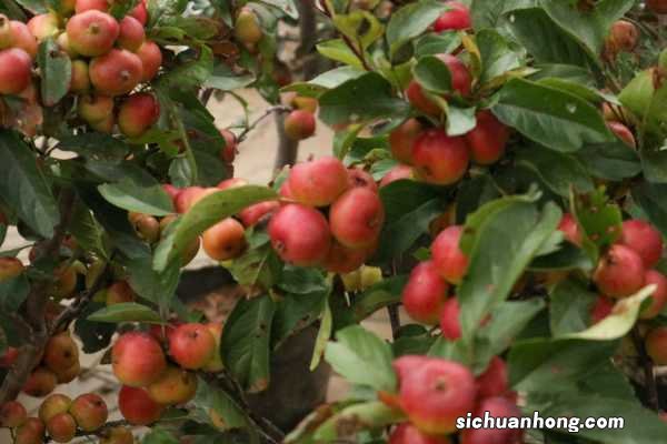 海棠如何种植，冬季可以在室外吗