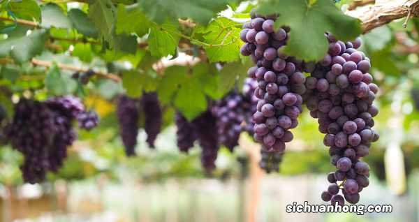 南方葡萄什么时候剪枝，怎么修剪方法