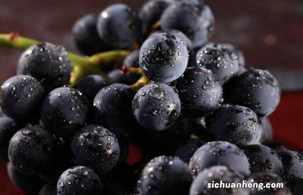 南方葡萄什么时候剪枝，怎么修剪方法