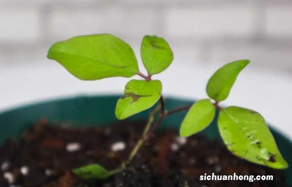 扦插铁线莲多久开花