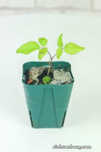 扦插铁线莲多久开花