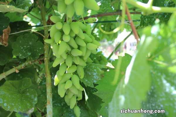 南方葡萄树什么时候移栽,移栽的葡萄树一般多久发芽