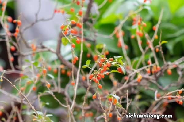 枸杞子泡水喝的功效
