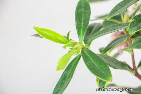 瑞香一年开几次花