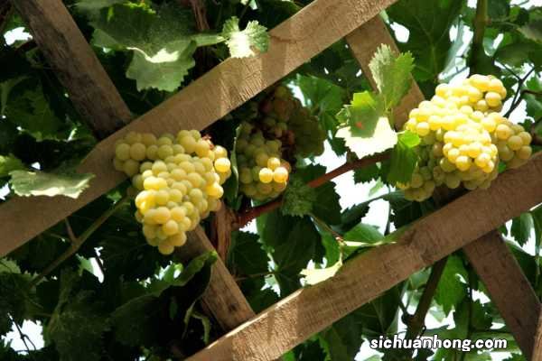 葡萄开花怎么授粉，怎么管理