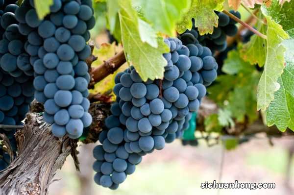 北方葡萄树冬天怎么保暖，零下几度埋土